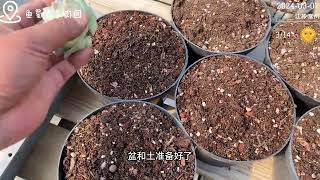 多肉砍头或散群后，再次种植的处理方法