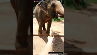Elephant video🐘 | Elephant eating banana #elephant #shorts #shortsfeed #animals #banana #eatingfruit