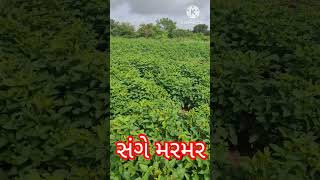 ફુલે સંગે મરમર  # phule sange marmar #soyabean