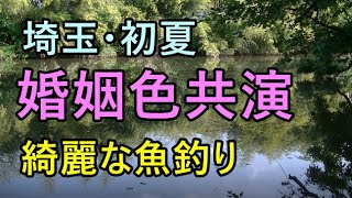 婚姻色の魚が釣れた！初夏の沼はタナゴも他の魚も美しい【埼玉県】