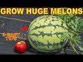 Your Watermelons Will LOVE You For This: How To Grow GIANT Watermelon!