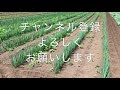 長ネギ栽培　除草剤を使わない中耕除草　20 5 15