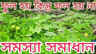 ফুল হয় কিন্তু ফল হয় না সমস্যা সমাধান । ছাদে করলা , লাউ , মিষ্টি কুমড়া , শসা ,পটল , উচ্ছে চাষ পদ্ধতি