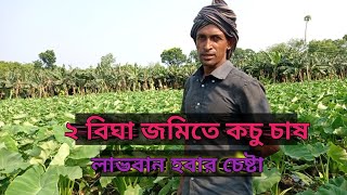 কচু চাষ পদ্ধতি | মুখি কচু চাষ পদ্ধতি | আমন জাতের কচু চাষ পদ্ধতি | আধুনিক উপায়ে মুখি কচুর চাষ পদ্ধতি