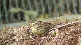 野鳥撮影・ アオジのアップ　Black-faced bunting