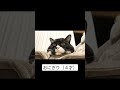 飯テロ動画 猫 おにぎり shorts