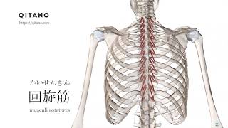 回旋筋の解剖学図｜musculi rotatores｜筋肉辞典#59