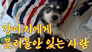 [vlog] 강아지들이랑 떨어질 수 없어서 맨날 같이 붙어다님