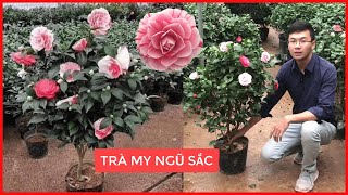 Cây Hoa Trà My Ngũ Sắc [ Giao Hàng Toàn Quốc ] | Đt/Zalo 0968750386 | 0923916866