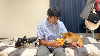 柴犬のごんちゃん初めてのYouTubeライブ！