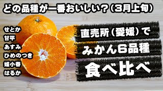 【みかん食べ比べ】愛媛の直売所で旬のみかん品種を紹介