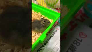 Pet baby so cute.#animals #cute #楓葉鼠 #倉鼠 #mouse #hamster #pet #cute