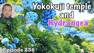 Yokokuji temple and Hydrangea [Deep Japan] By the licensed tour guide 楊谷寺と紫陽花