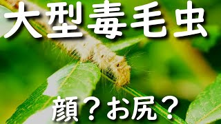 危険！かぶれる木に強毒毛虫がいた[クヌギカレハ]