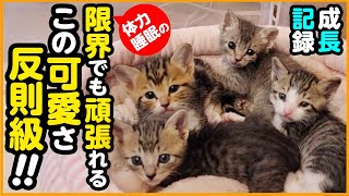 【子猫保護】6匹のミルクっ子たち成長記録＆パパママ奮闘記！この可愛さはもう、寝れなくてもいい...ww