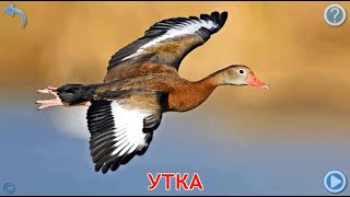 Развивающие карточки Домана. Птицы.