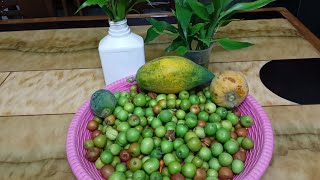 🌴ছাদ বাগানের আজকের কালেকশ,#My Rooftop Garden.