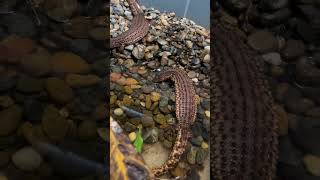 My Borneo earless monitor lizards (Lanthanotus borneensis) they are semiaquatic,