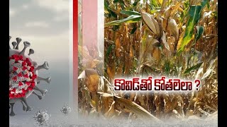 Corona Effect on Farming Sector | Labour Shortage to Delay Crop Harvest | at Vizianagaram Dist