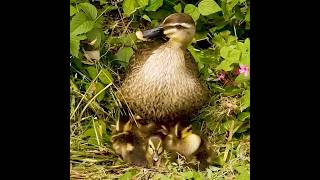 The mother duck protects her babies while she sleeps.