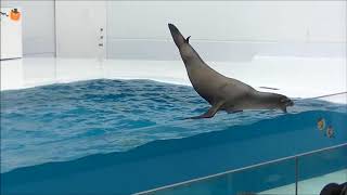 クラゲドリーム館(鶴岡市加茂水族館)アシカショー