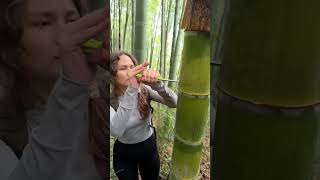 Poisonous Bamboo Tree Water? Stores Its Hollow Segments For Survival #shorts #lifehacks #survival