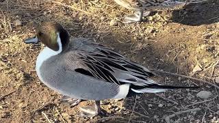 #オナガガモ　#尾長鴨　#Pintail   #不忍池　#上野公園　2023. 2. 5