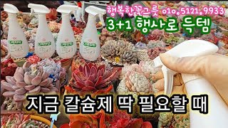 지금 칼슘제 주면 딱 좋음! 행사로 3+1으로 장만하시면 좋아요~ 배수돌이는 대품, 걸이대 무게 줄일 때 딱 좋지요~행복한꽃그릇 010.5121.9933