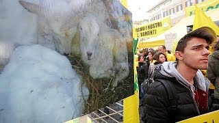 Schafe vor: Landwirte demonstrieren gegen Notlage