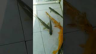 আমার পুকুর #shorts #fishculture #machchas #trending #viral #india