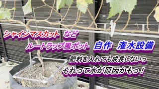 鉢植えぶどう、たった２５００円、自作で潅水設備工事、塩ビでドリッパー風～ルートラップや鉢植えで。シャインマスカット２年生、肥料が効かないのではなく、肥料が溶けない？葡萄の灌水