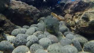 Grass puffer fish