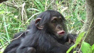 Yokohama chimpanzee family  #89  チンパンジー一家の日常【Cute animal videos】【ズーラシア】