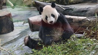 20220614 團團早餐吃好久 竹竿竹葉對胃口 Giant Panda Tuan Tuan