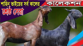 শাহিন ভাইয়ের উন্নত হাই কোয়ালিটি সর্বোচ্চ মানের বিভিন্ন জাতের ছাগলের শ্রেষ্ট কালেকশন | Goat Farming