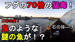 【千葉県某所】秋の外房で見たことがない魚が！？10月下旬、千葉県の房総半島の太平洋側に面した釣り場で釣りしていたら、2本の角を持ち、石のような硬い体を持つ超猛毒の新魚種が…！【2022.10.20】