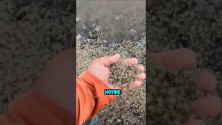 Moving Sand On the Beach!? 🦀😱