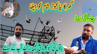 khali batain nahi result ap k samne hai || khokhar pigeons || haider pigeon || kabootar online video