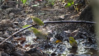 権現山バードサンクチュアリのメジロの水浴び　その１２７（4K60P動画）