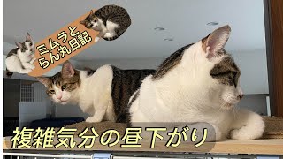 【猫動画】複雑気分の昼下がり