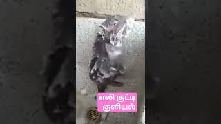 #comedy #எலி குட்டி#எலி #குளியல் எலி#trendingshorts #funny #funnyvideo #rat kuliyal#rat killer