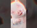 cute piggy dance like crazy edits pig cute crazy