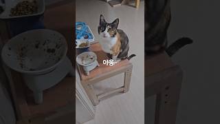 25.1.18. 배고플땐 대답도 잘하는 달래~ #고양이