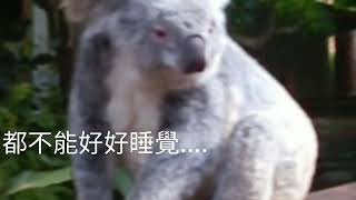 無尾熊抓癢 (Australia koala)