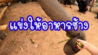 PooPoo VS Pakwan - Feeding elephants at Mae Wang, Chiang Mai province 