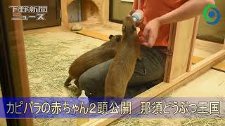 カピバラの赤ちゃん２頭を公開　那須どうぶつ王国