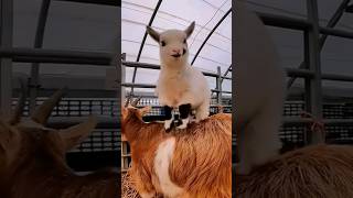 Goats Baby Funny Reaction #goats #sound #shorts #funny #viral #youtubeshorts #reels #reaction