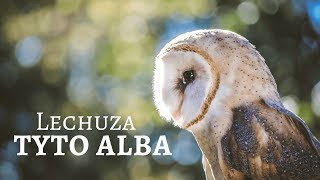 lechuza blanca ⚪ Tyto Alba ❤️ Lechuza Común