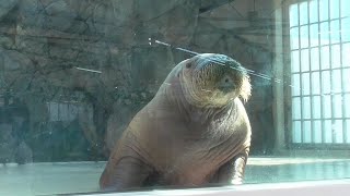 【激かわ】テンちゃんトレーニング@鳥羽水族館