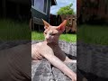 #sphynx #hairlesscat #cats #animals #pets #funnyanimals #rawchicken #shorts #catsoftiktok #sphinx